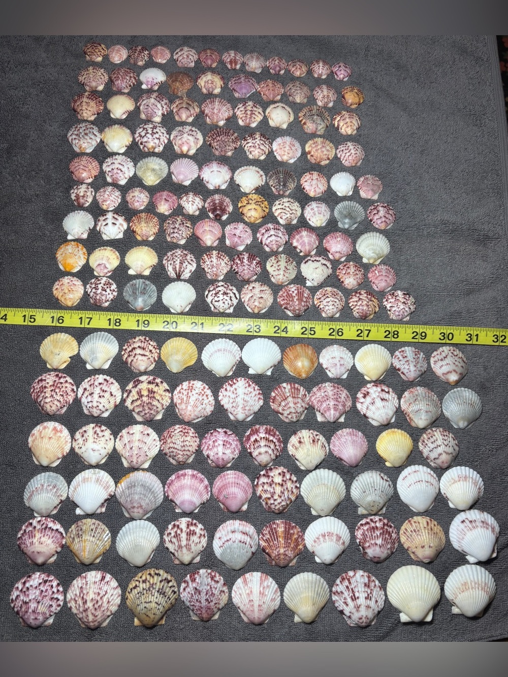 150 - Sanibel Island Scallop Seashell Collection.  Great for crafters!!